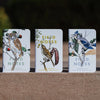 Field Notes Birds & Trees of North America